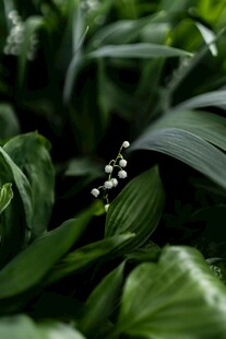 铃兰花藏身翠绿叶片间