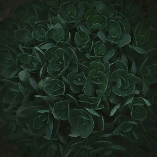 深绿玫瑰簇拥的迷人景象