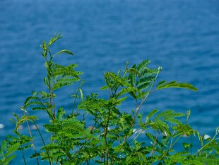 蓝水畔的翠绿枝叶