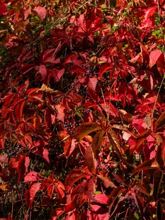 深红秋叶的绚烂景致