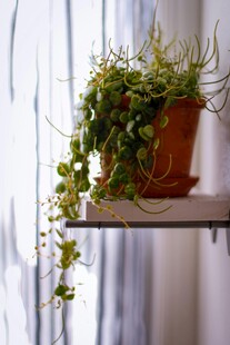 架子上的绿植盆栽