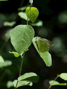 绿叶上停歇的浅绿色蝴蝶