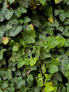 翠绿常春藤叶片特写