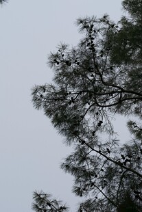 仰视视角下的繁茂树枝