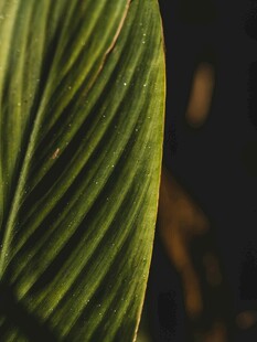 纹理清晰的绿色叶片