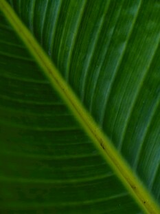 翠绿叶片的清晰叶脉纹理