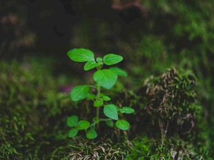 嫩绿幼苗生长于草丛间