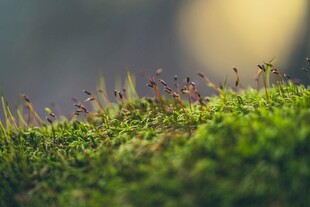 嫩绿苔藓在微光下的生机