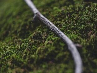 青苔上的细长树枝