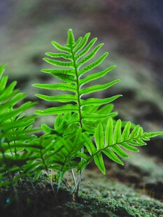 翠绿蕨类植物特写