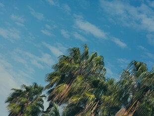 蓝天映衬下的葱郁棕榈树