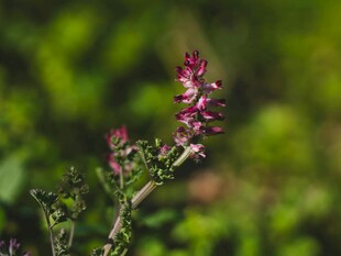 野外绽放的娇艳紫色小花