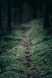 幽森小径 踏入自然秘境