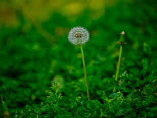 草地上的蒲公英