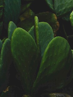 翠绿饱满的多肉植物叶片