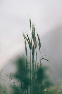 风中挺立的绿色麦穗