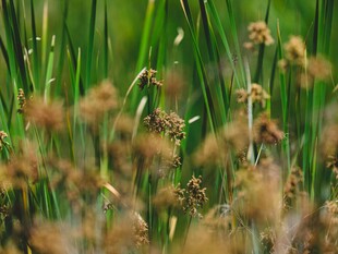 草丛中的植物特写