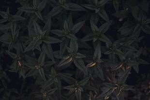 密集绿植叶片特写