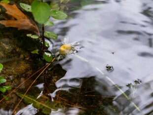 溪边小花绽放于绿水畔