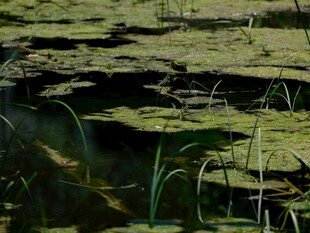 池塘中的浮萍与水草