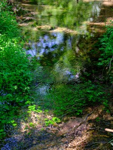 林间溪流畔的绿意景致