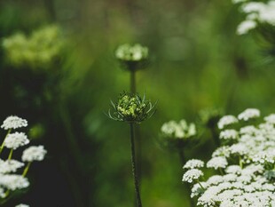 田野中的清新白色小花