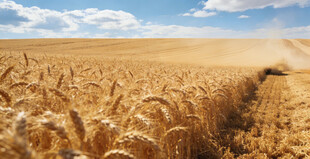 金色麦田中的联合收割机