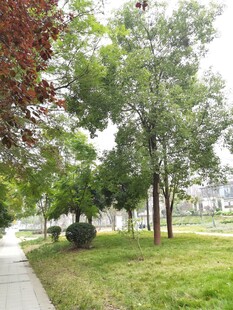 城市中绿意盎然的林荫道