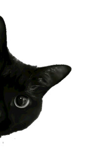 黑猫好奇眼神特写