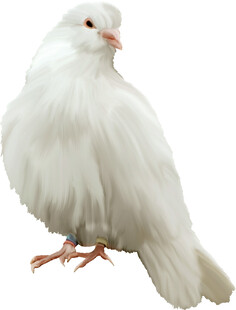 白色蓬松鸽子特写