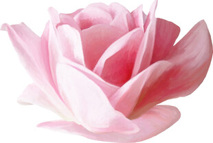 粉色娇艳盛开的柔美花朵