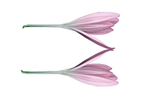 粉色花朵倒影特写