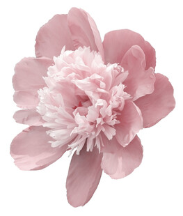 粉色柔美盛开的芍药花