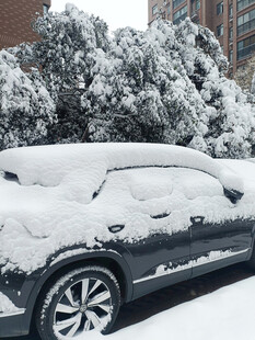 雪覆汽车与树木的冬日景象
