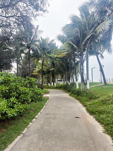 椰林环绕的清幽小径