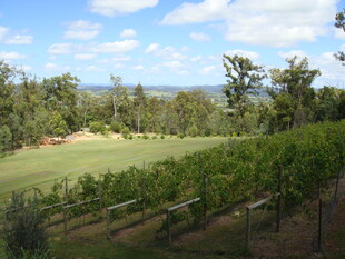 田园风光中的葡萄园美景