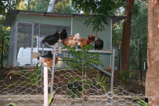 围栏内的多样动物