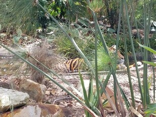 丛林中隐藏的老虎身影