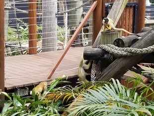 树懒栖息于繁茂绿植间