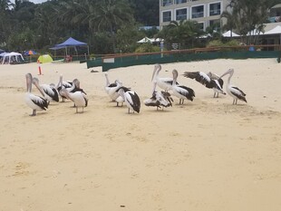 沙滩上的鹈鹕群