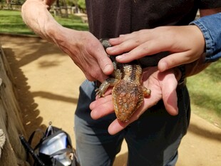 手捧可爱小蜥蜴