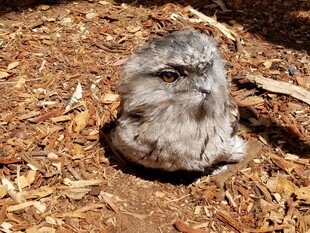 穴居小鸟 呆萌可爱