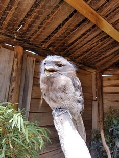 木棚下的猫头鹰