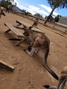 野外袋鼠在木桌旁活动