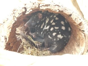 树洞中的斑点小动物
