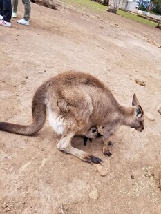 地面上低头的袋鼠