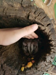 手探树洞中的神秘小动物