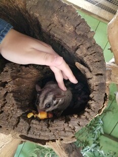 手探树洞中的小动物