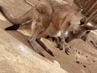 袋鼠低头于岩石间觅食