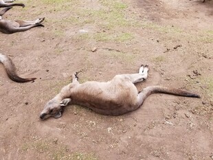 地上躺卧的几只袋鼠